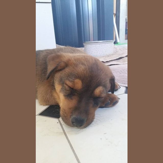 Photo of Levi (Adoption Pending)