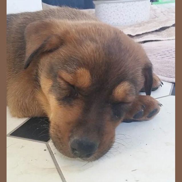 Photo of Levi (Adoption Pending)