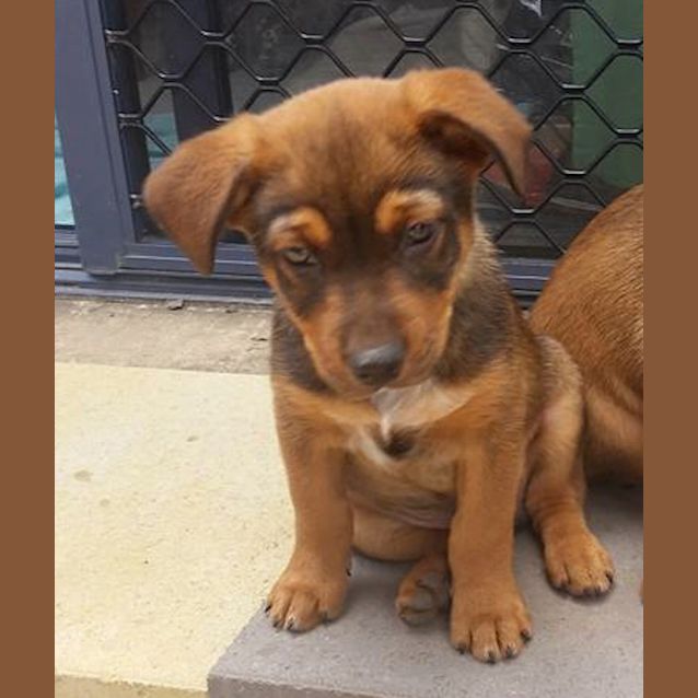 Photo of Levi (Adoption Pending)