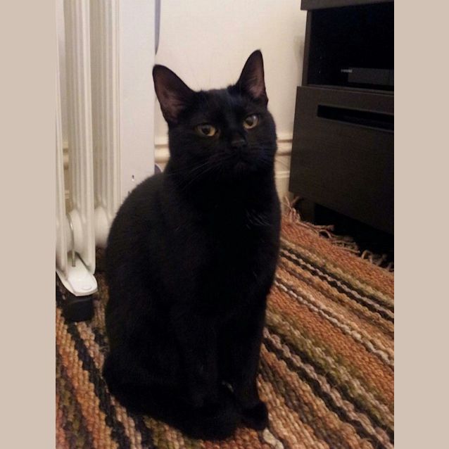 Photo of Black Pudding