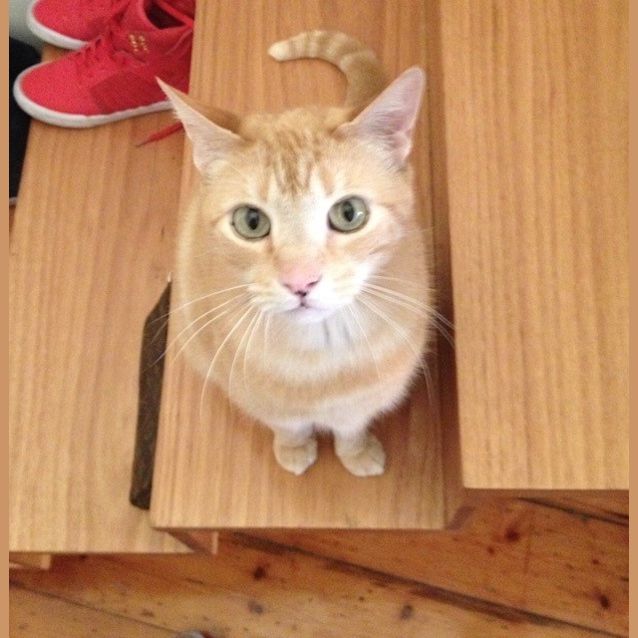 Photo of Ginger Biscuit