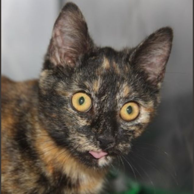 Photo of Shelly
