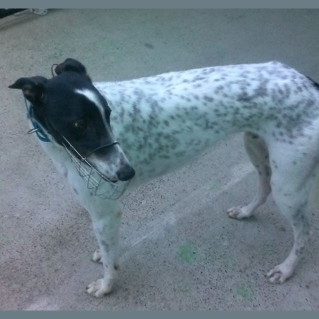 Photo of Bluey