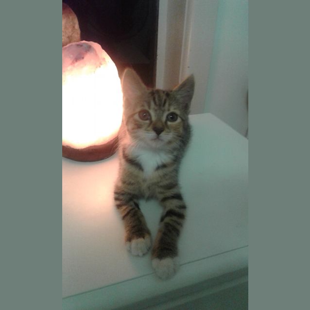 Photo of Snickers