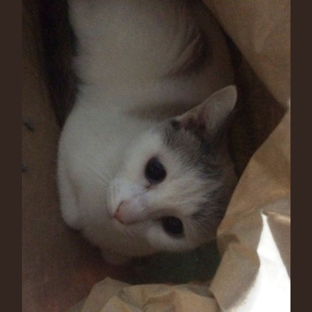 Photo of Pippa
