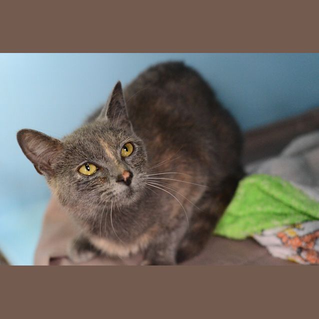 Photo of Sierra