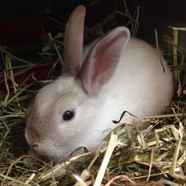 Photo of Panchito
