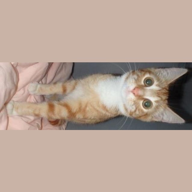 Photo of Ronald