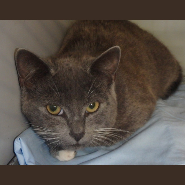 Photo of Blue