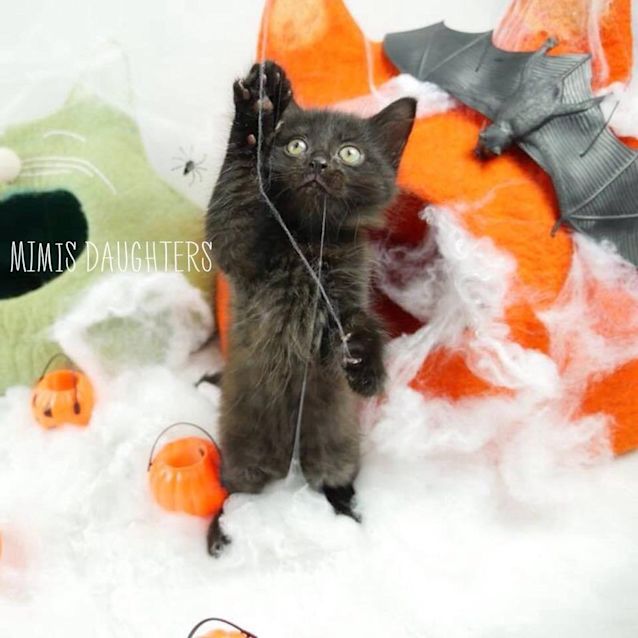 Photo of Halloween Kittens :)