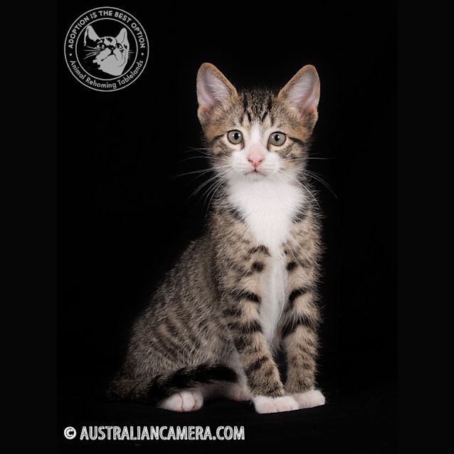 Photo of Ollie