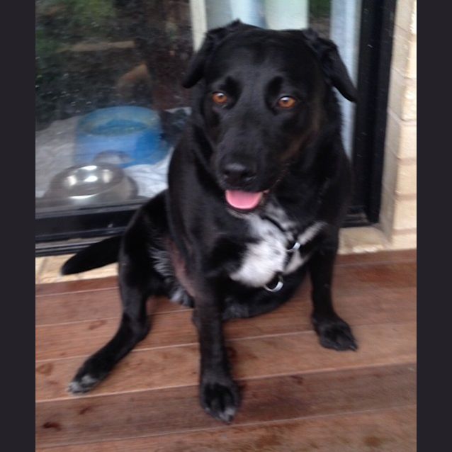 Photo of Rocky ~ Lab X (On Trial 8/03/16)