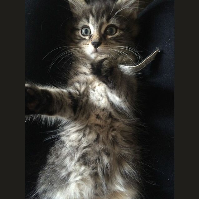 Photo of Opie
