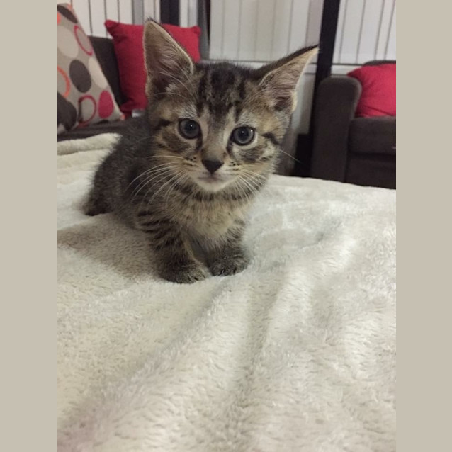 Photo of Banjo. 