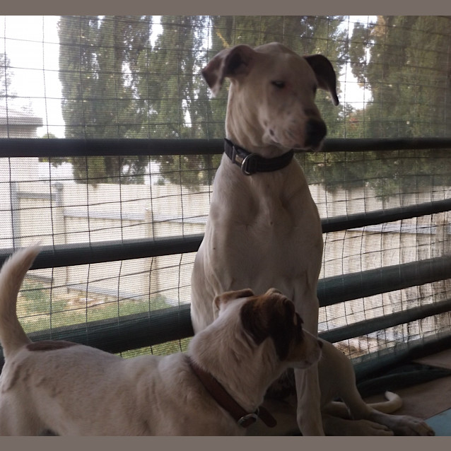 Photo of Clancy .. Loyal, Gentle, Chilled