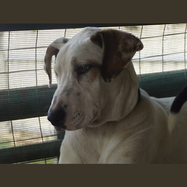 Photo of Clancy .. Loyal, Gentle, Chilled