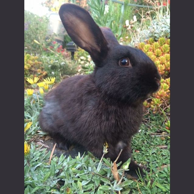 Photo of Digger.  