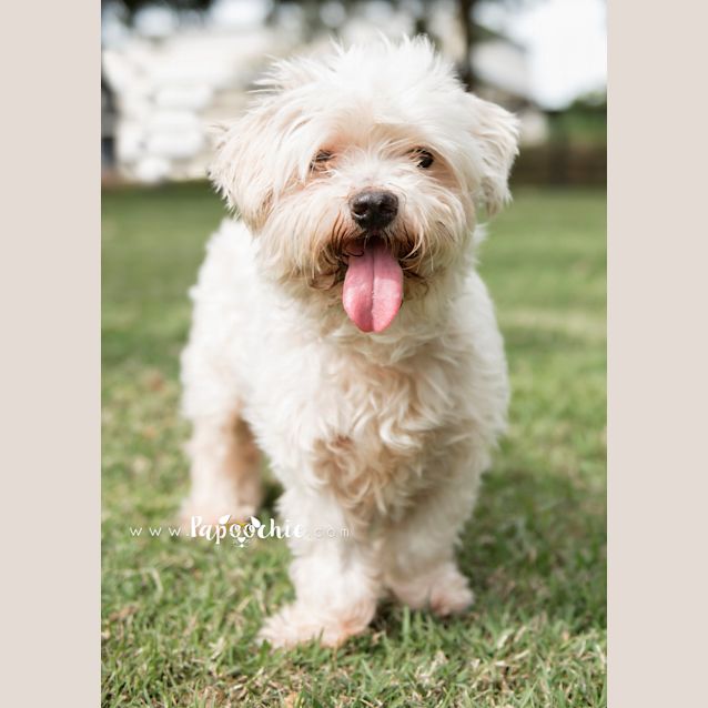 Photo of Mojo  Adoption Pending