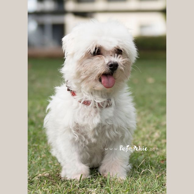 Photo of Bella Adoption Pending