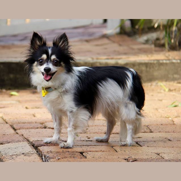 Photo of Yarnie And Lowa