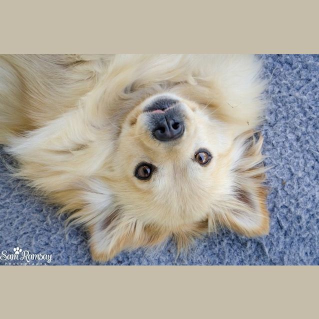 Photo of Lollipop (Small Dog Friendly)