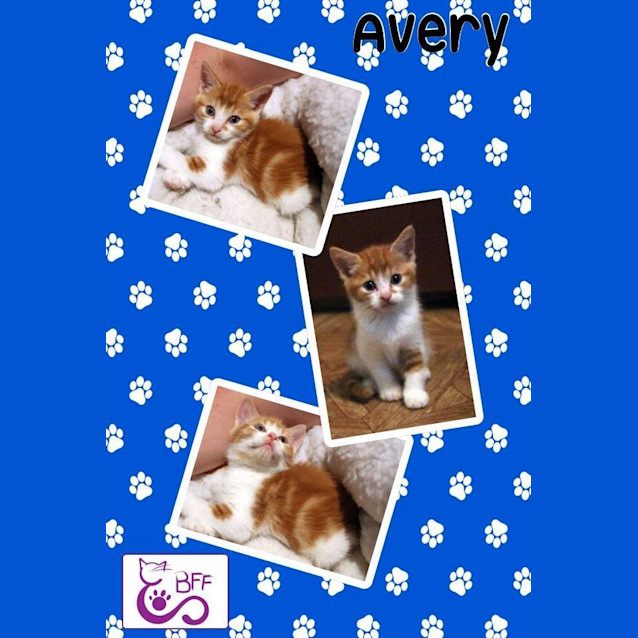 Photo of Avery 