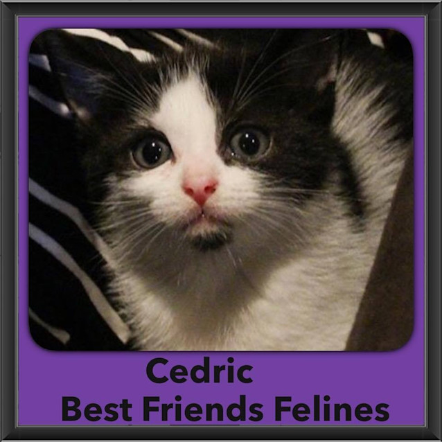 Photo of Cedric