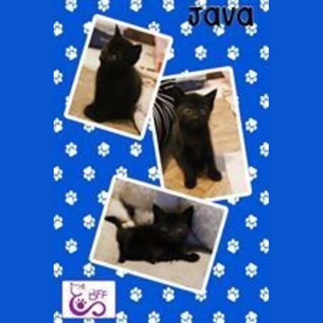 Photo of Java
