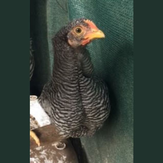 Photo of Meep Meep