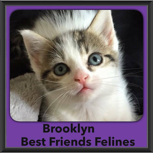 Photo of Brooklyn