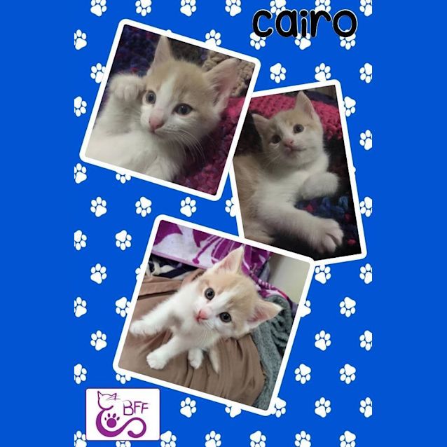 Photo of Cairo