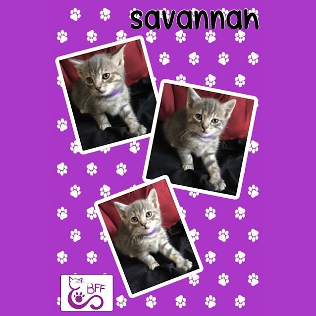 Photo of Savannah 