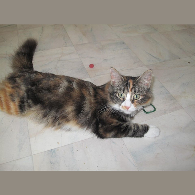 Photo of "Grace"   Purrfect Match