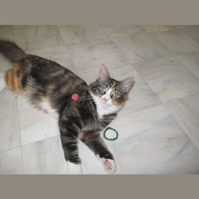 Photo of "Grace"   Purrfect Match