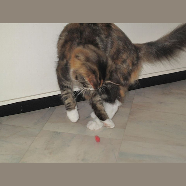 Photo of "Grace"   Purrfect Match