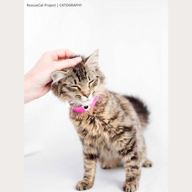 Photo of Toot Sweet (4618)