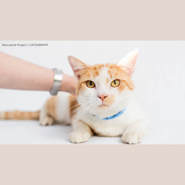 Photo of Whistle (4564)