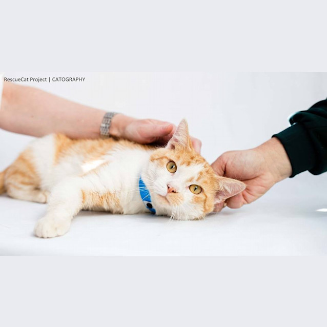 Photo of Whistle (4564)