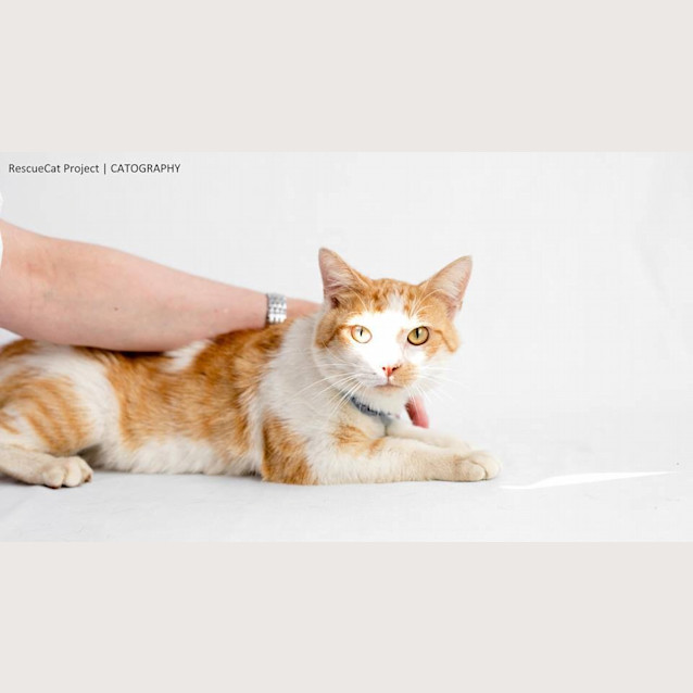 Photo of Whistle (4564)