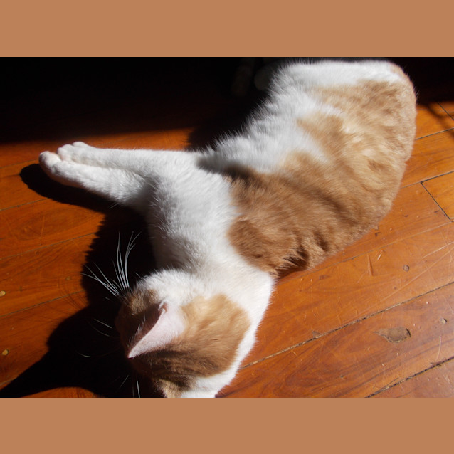 Photo of Pepper