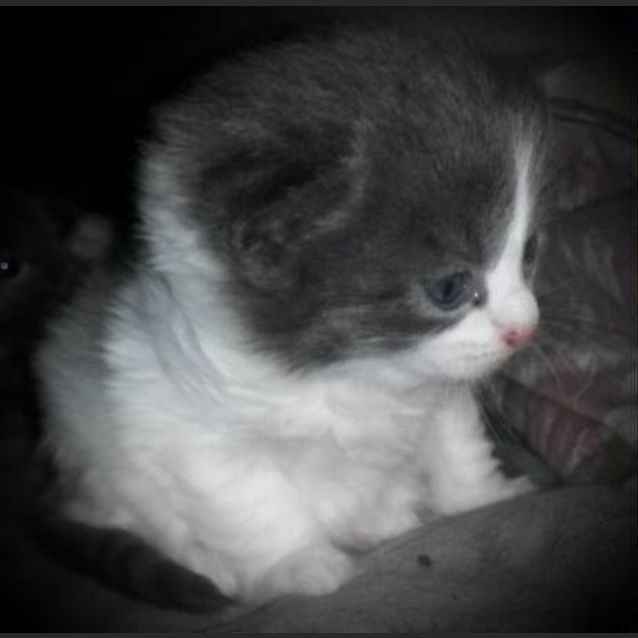 Photo of Luna