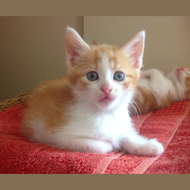 Photo of Paprika