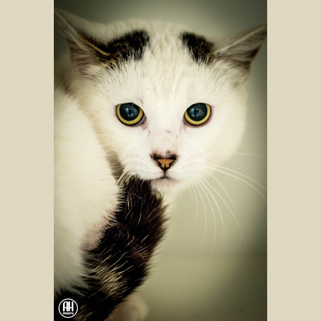 Photo of Sailor