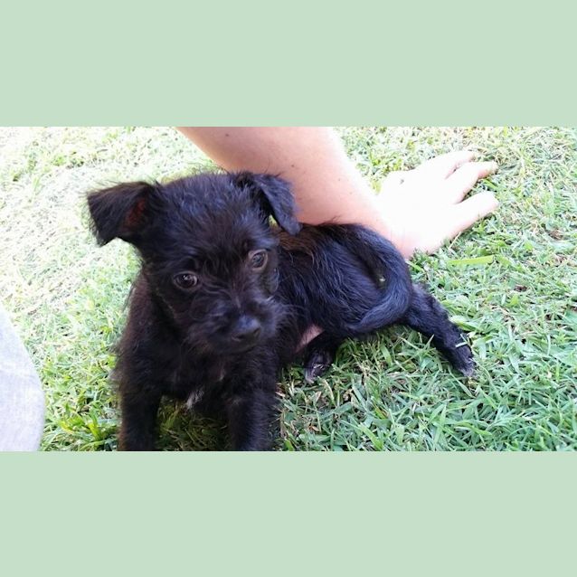 Photo of Rufus