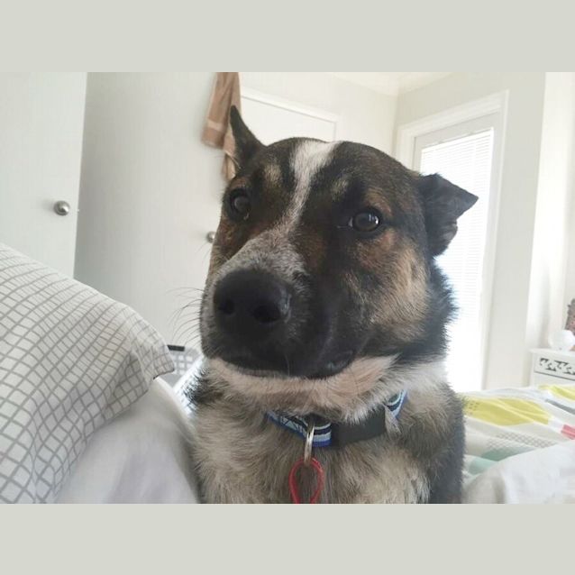 Photo of Albie (Dog/Child Friendly)