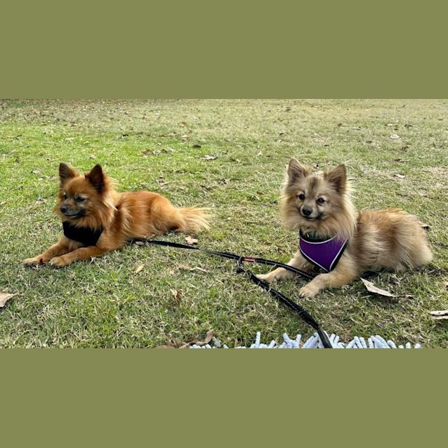 Photo of Bella And Odin