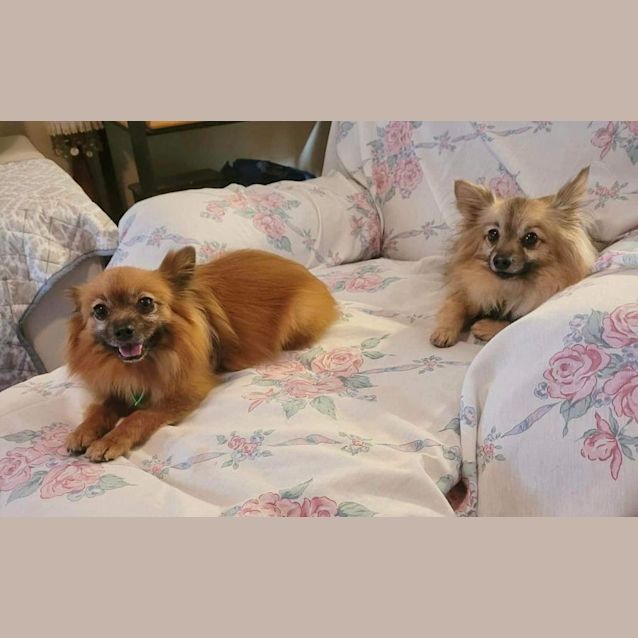 Photo of Bella And Odin