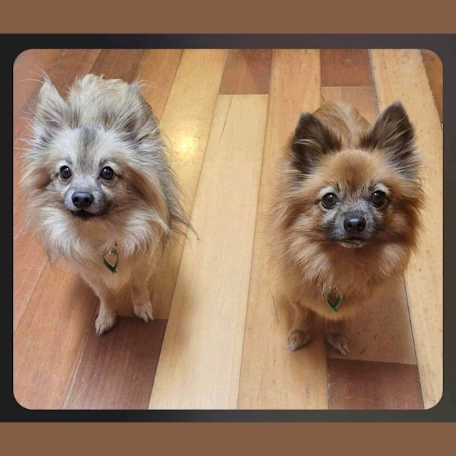 Photo of Bella And Odin