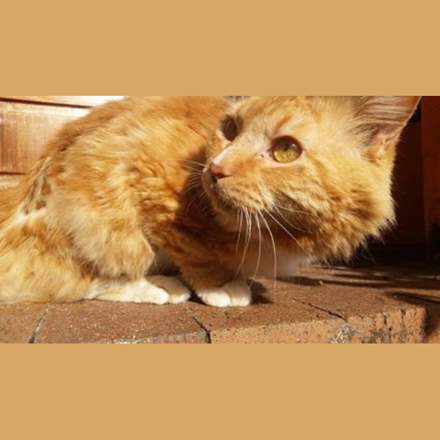 Photo of Major Tom *Adoption Pending*