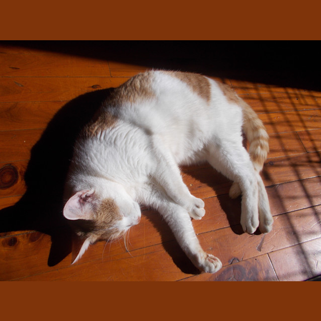 Photo of Pepper